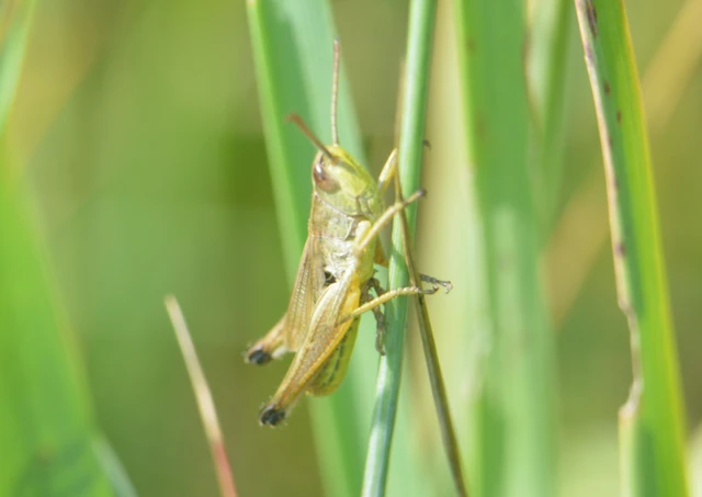 Pseudochorthippus parallelus - közönséges rétisáska