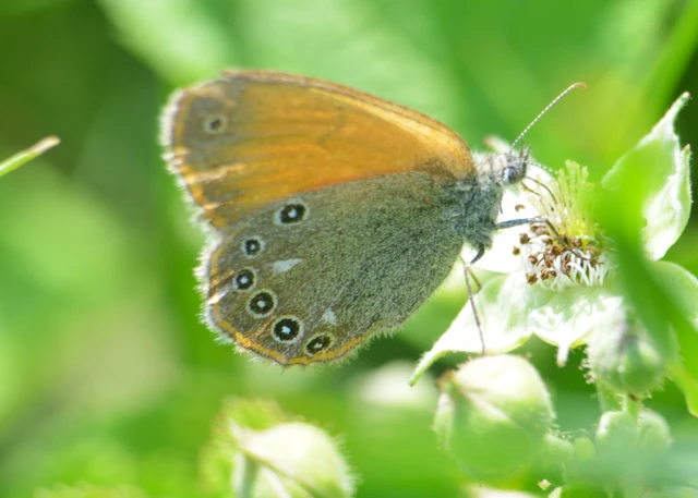 Coenonympha glycerion - közönséges szénalepke