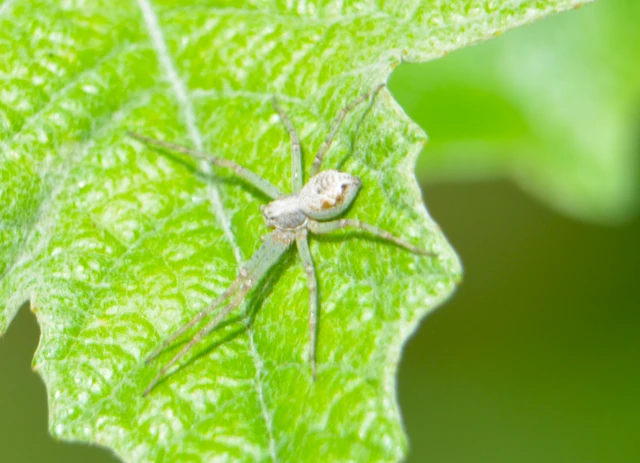 Philodromus