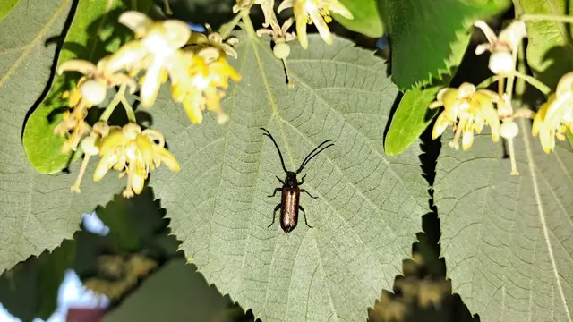 Anisarthron barbipes - szőrös cincér