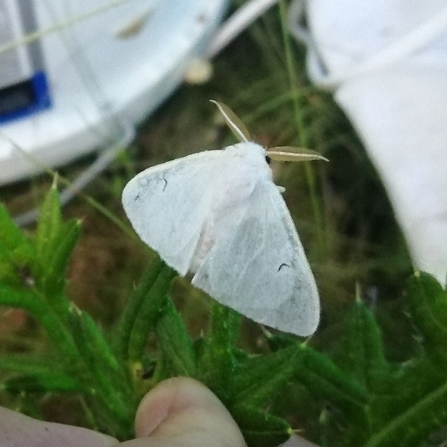 Arctornis l-nigrum - L-betűs gyapjaslepke
