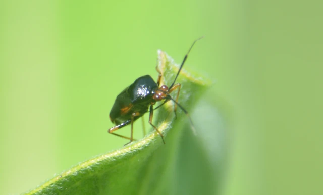 Deraeocoris ruber - vöröses mezeipoloska