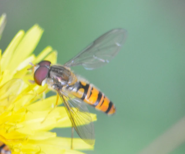 Episyrphus balteatus - ékfoltos zengőlégy