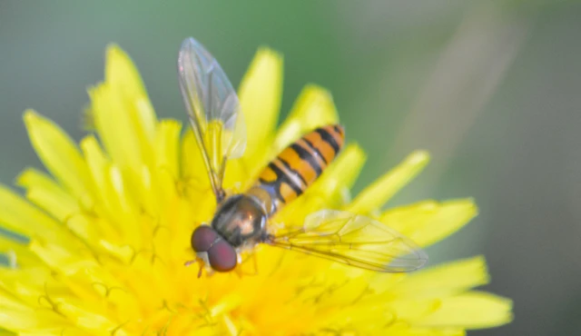 Episyrphus balteatus - ékfoltos zengőlégy