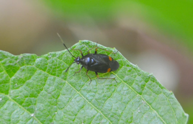 Deraeocoris ruber - vöröses mezeipoloska