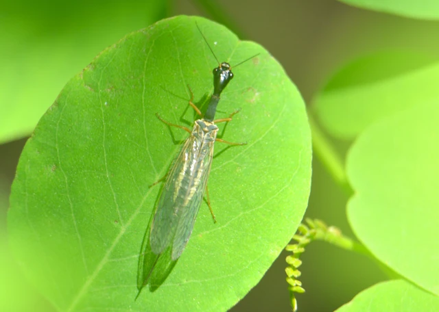 Raphidioptera - Tevenyakú-fátyolkák
