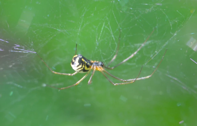 Neriene radiata - szegélyes vitorláspók
