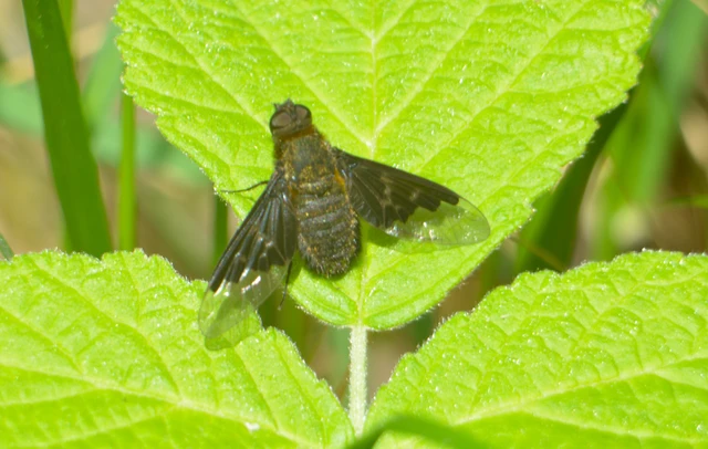 Hemipenthes morio - közönséges gyászlégy