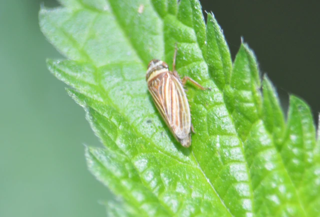 Aphrodes