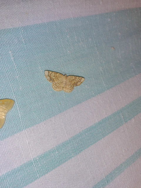 Stegania dilectaria - fehérnyár-araszoló