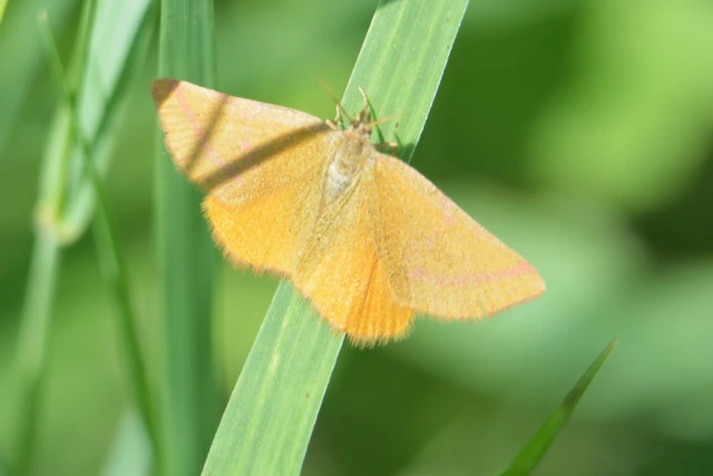 Lythria purpuraria - bíborsávos araszoló