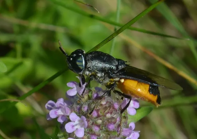 Stratiomyidae - katonalégyfélék