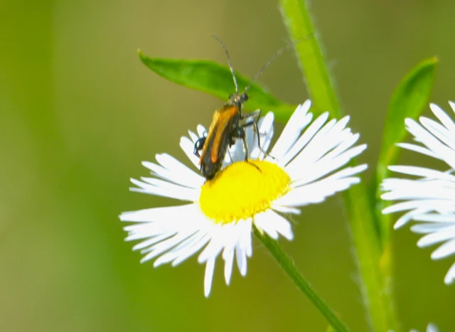 Oedemera femorata - sárgahátú álcincér