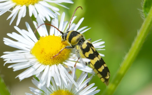 Echinocerus floralis - lucerna-darázscincér