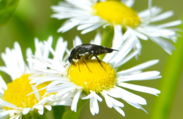 Mordellidae - marókafélék