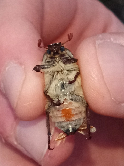 Anoxia pilosa - pusztai cserebogár