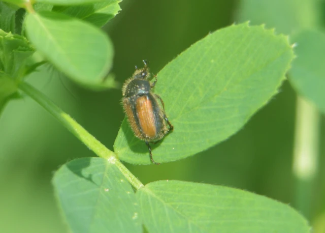 Omaloplia nigromarginata - szegélyes kiscserebogár