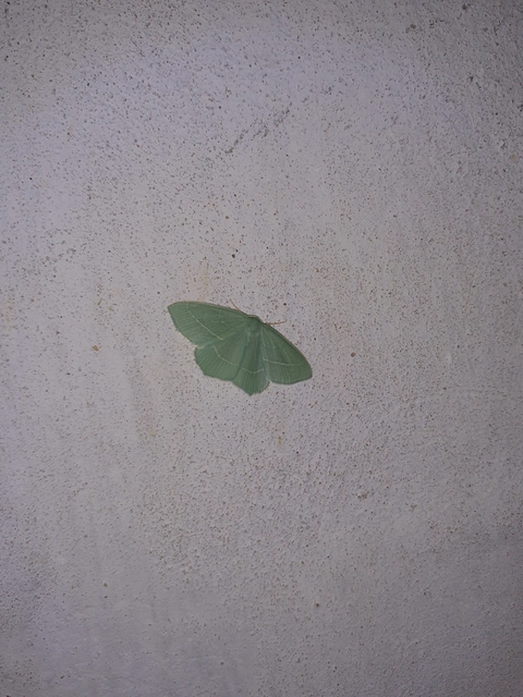 Hemistola chrysoprasaria - kékes zöldaraszoló