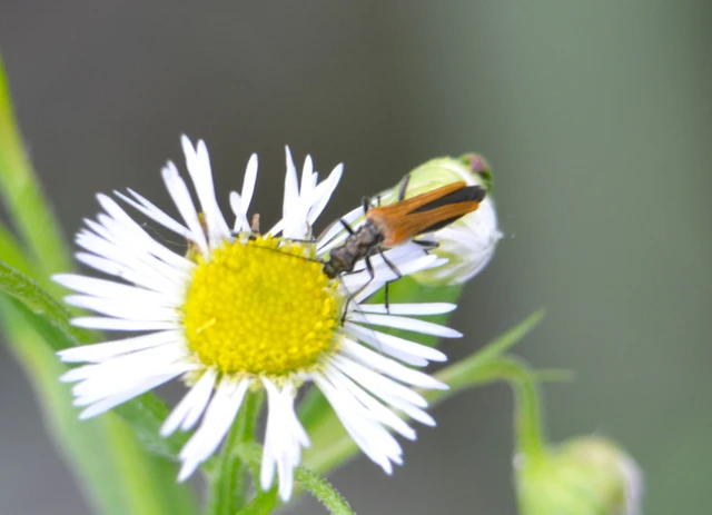 Oedemera femorata - sárgahátú álcincér