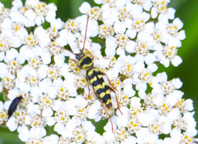 Echinocerus floralis - lucerna-darázscincér