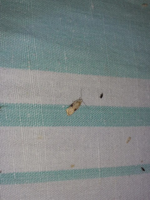 Agonopterix
