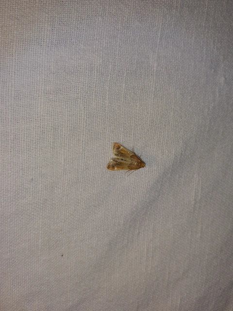 Pyralis farinalis - lisztilonca