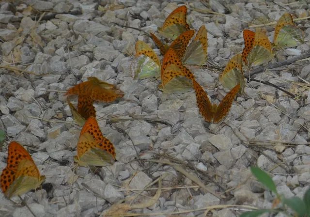 Argynnis paphia - nagy gyöngyházlepke