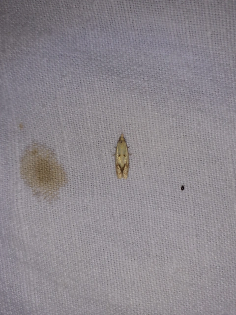 Agapeta hamana - közönséges sárgamoly