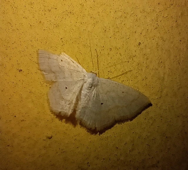 Scopula immutata - réti fehéraraszoló