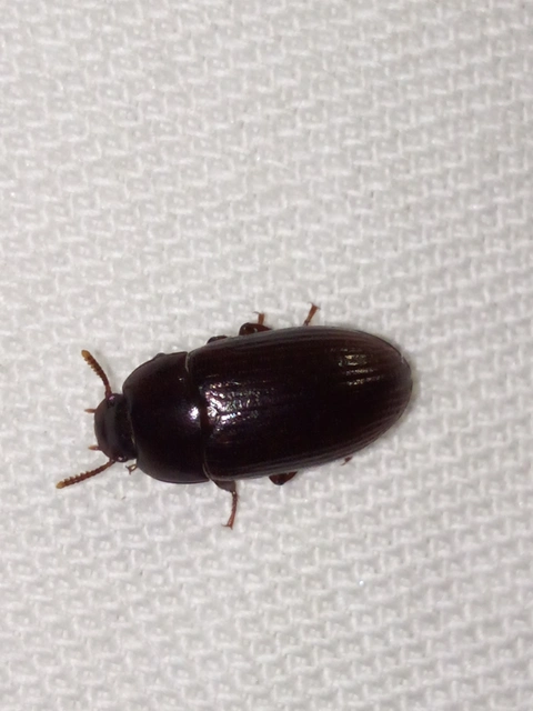 Alphitobius diaperinus