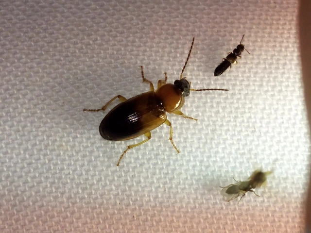 Stenolophus teutonus - nagyfoltos turzásfutó