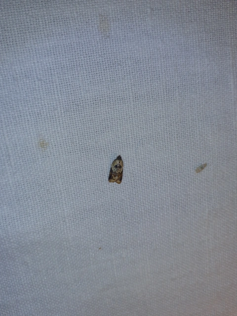 Acleris variegana - tarka levélmoly