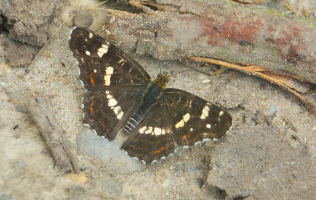 Araschnia levana - pókhálós lepke