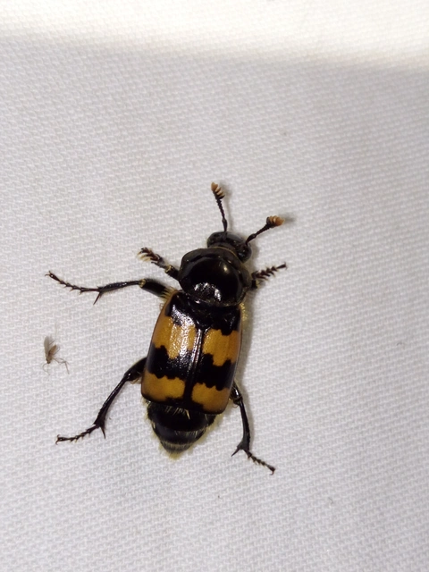 Nicrophorus interruptus - sárgaszőrű temetőbogár