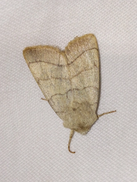 Charanyca trigrammica - háromsávos lombbagoly