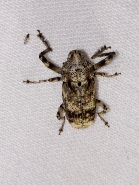 Gasterocercus depressirostris - laposorrú ormányos