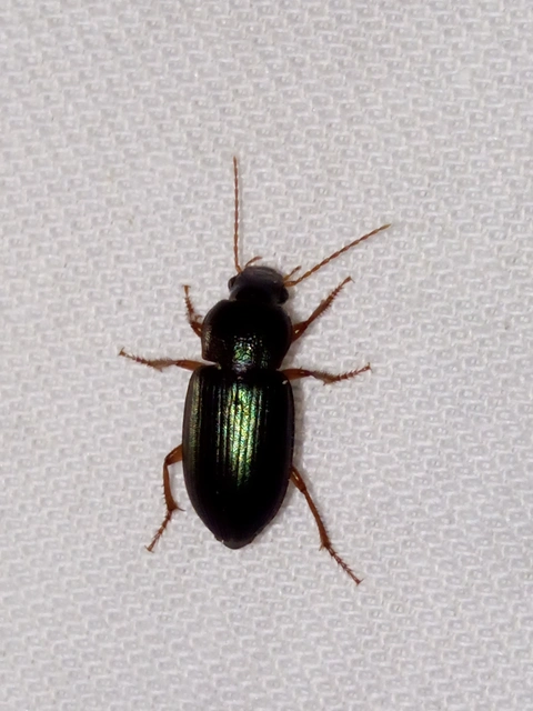 Ophonus azureus - azúrkék bársonyfutó