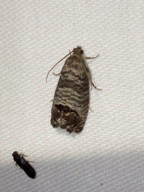 Cydia pomonella - almamoly
