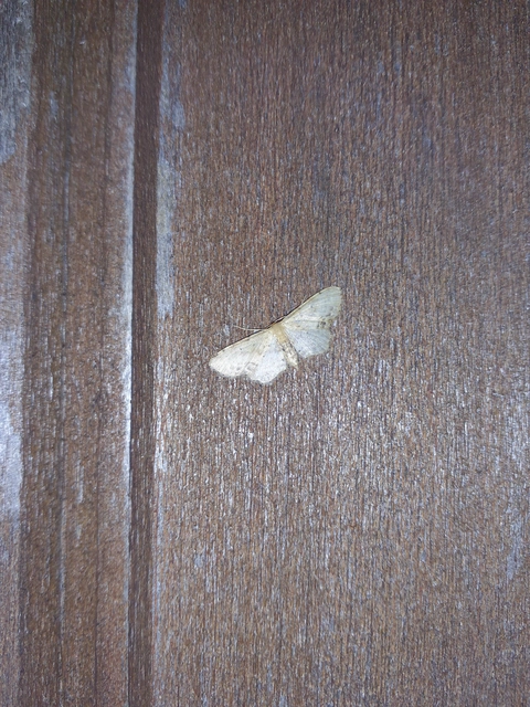 Idaea dimidiata - gyakori apróaraszoló
