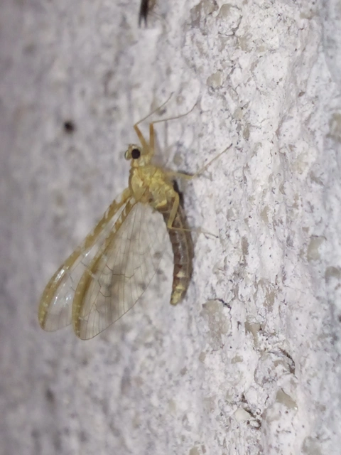 Cloeon dipterum - elevenszülő kérész