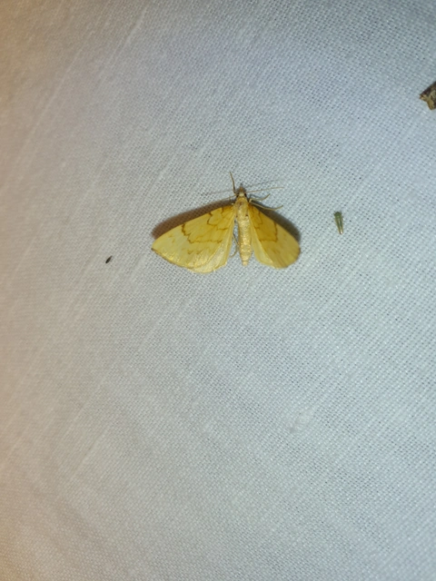 Eulithis pyraliata - sárga galajaraszoló