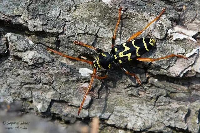 Plagionotus arcuatus - bársonyos darázscincér