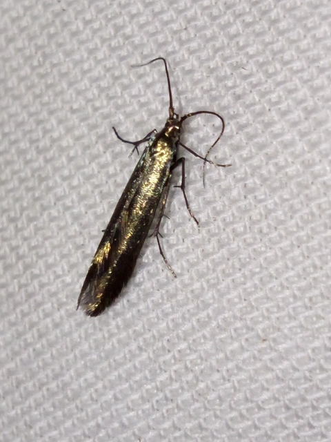 Coleophora