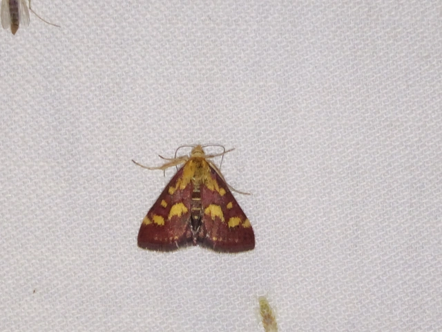 Pyrausta purpuralis - közönséges bíbormoly