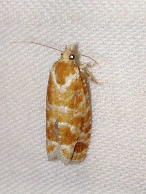 Rhyacionia