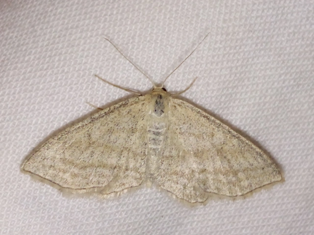 Scopula virgulata - vesszős sávosaraszoló