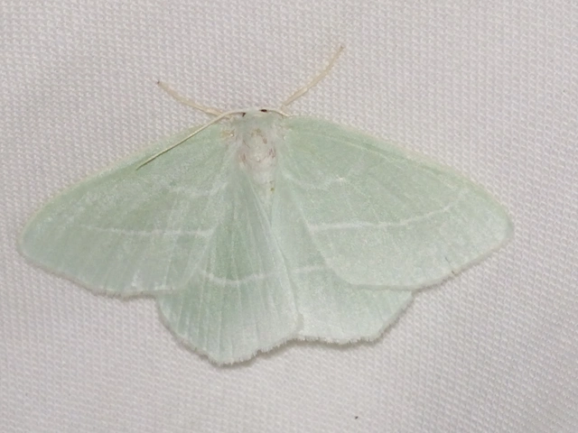 Hemistola chrysoprasaria - kékes zöldaraszoló