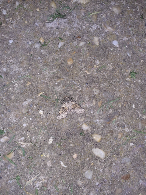Gluphisia crenata - kormos púposszövő