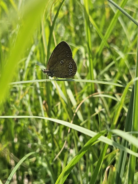 Coenonympha oedippus - ezüstsávos szénalepke