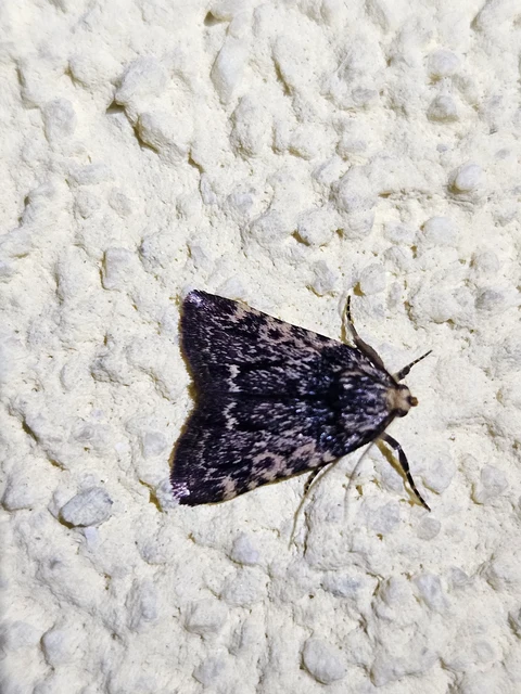 Aglossa signicostalis - hangyailonca
